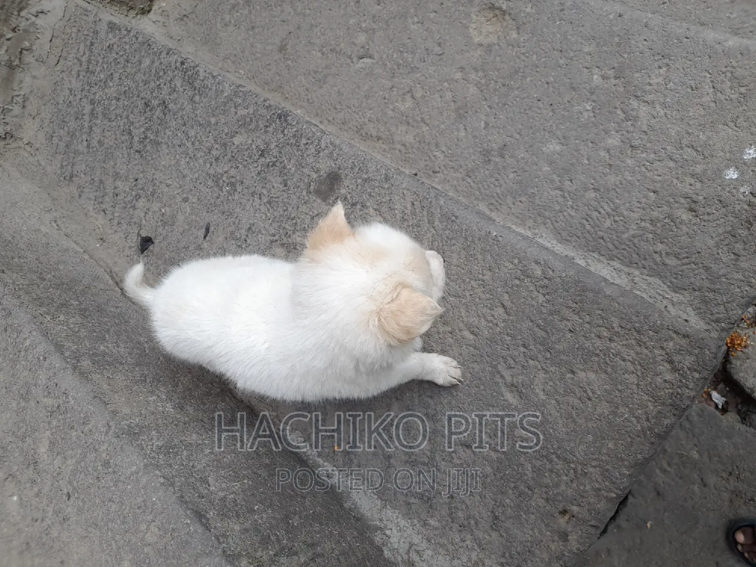 1-3 months Male Purebred Siberian Husky