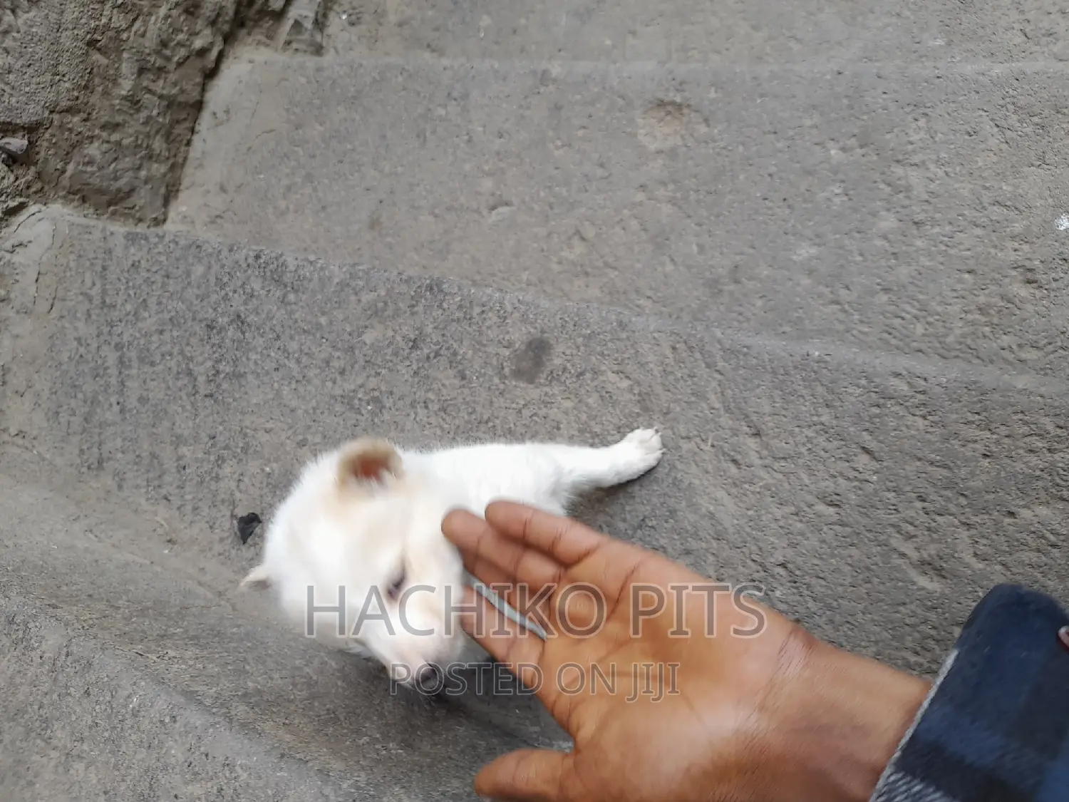 1-3 months Male Purebred Maltese