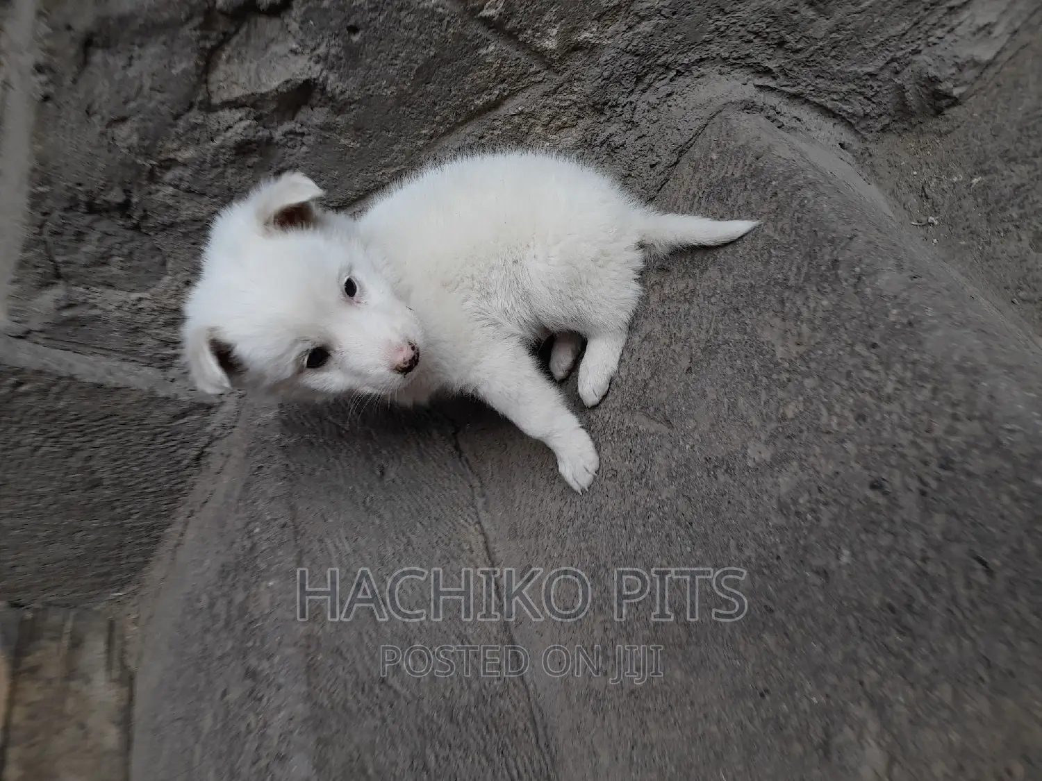 1-3 months Male Purebred Maltese