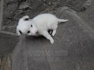 Photo - 1-3 months Male Purebred Maltese