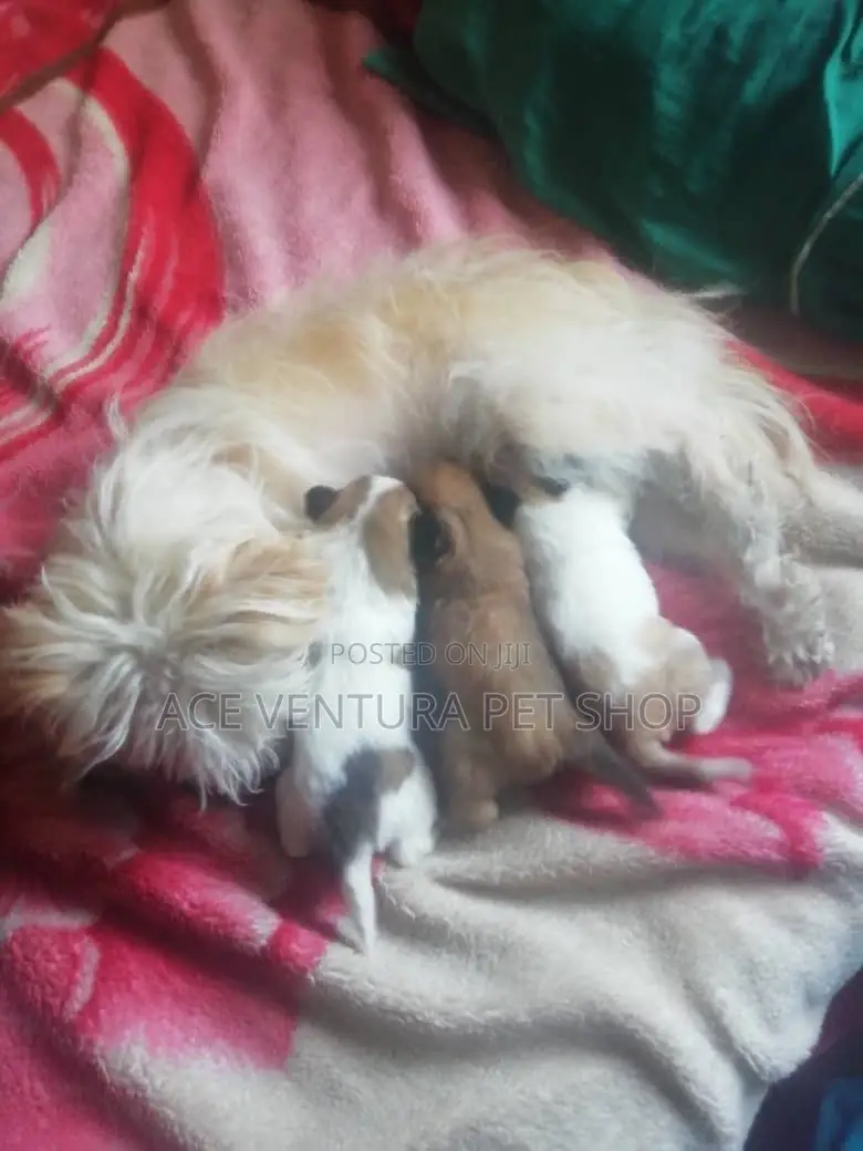 1-3 months Male Purebred Maltese