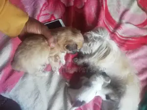 1-3 months Male Purebred Maltese