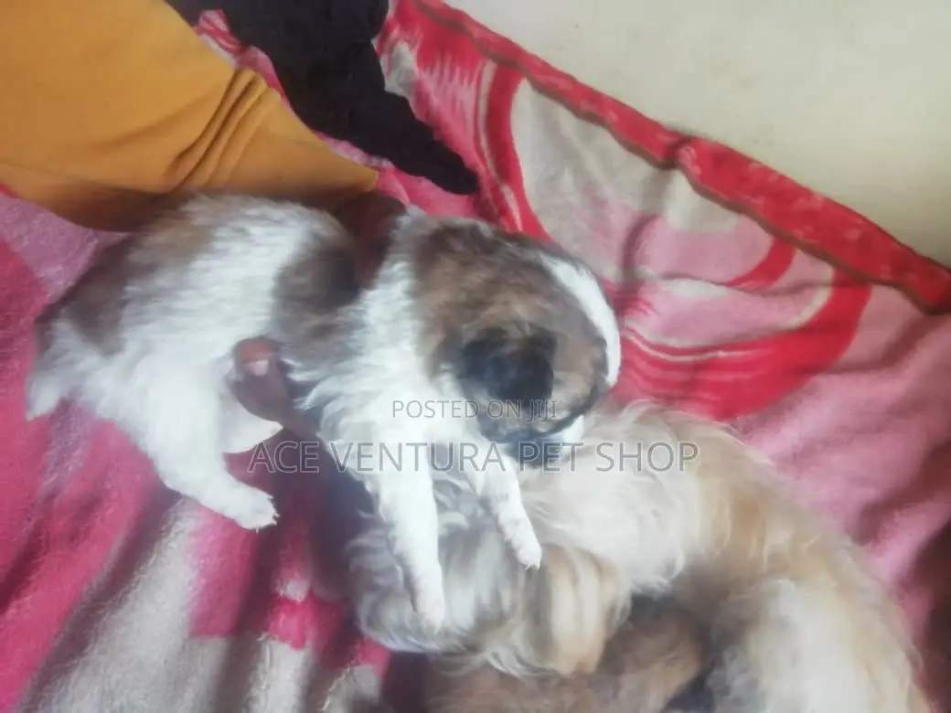 1-3 months Male Purebred Maltese