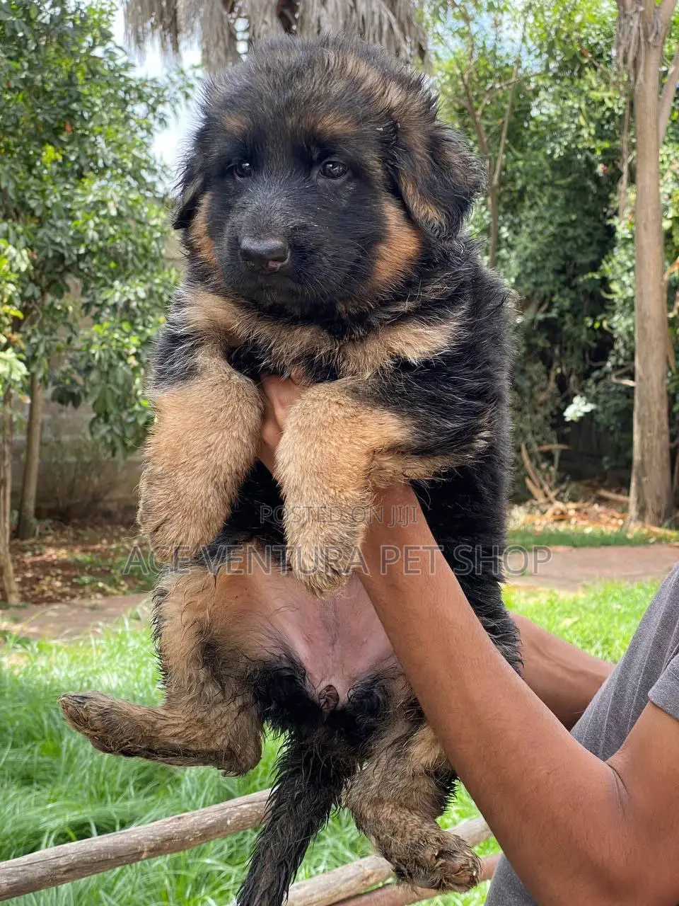 1-3 months Female Purebred German Shepherd