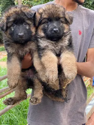1-3 months Female Purebred German Shepherd
