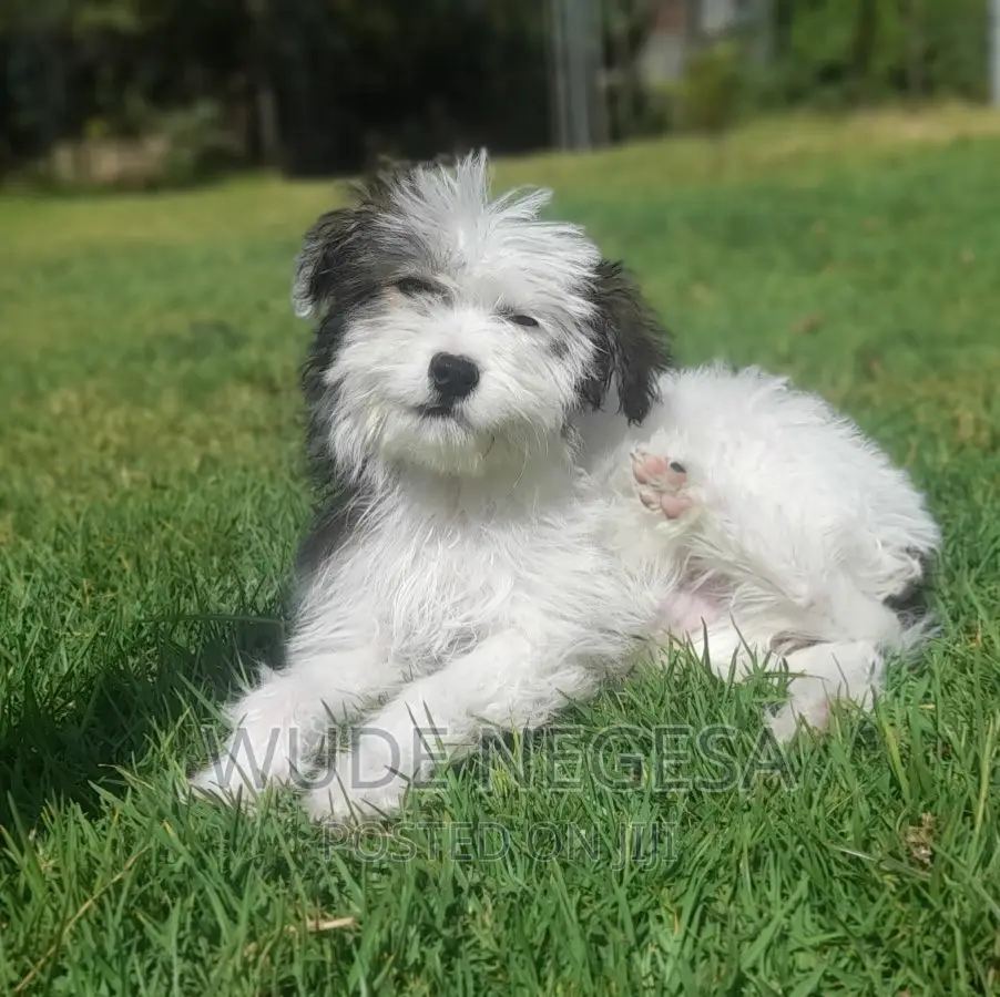 1-3 months Female Purebred Maltese