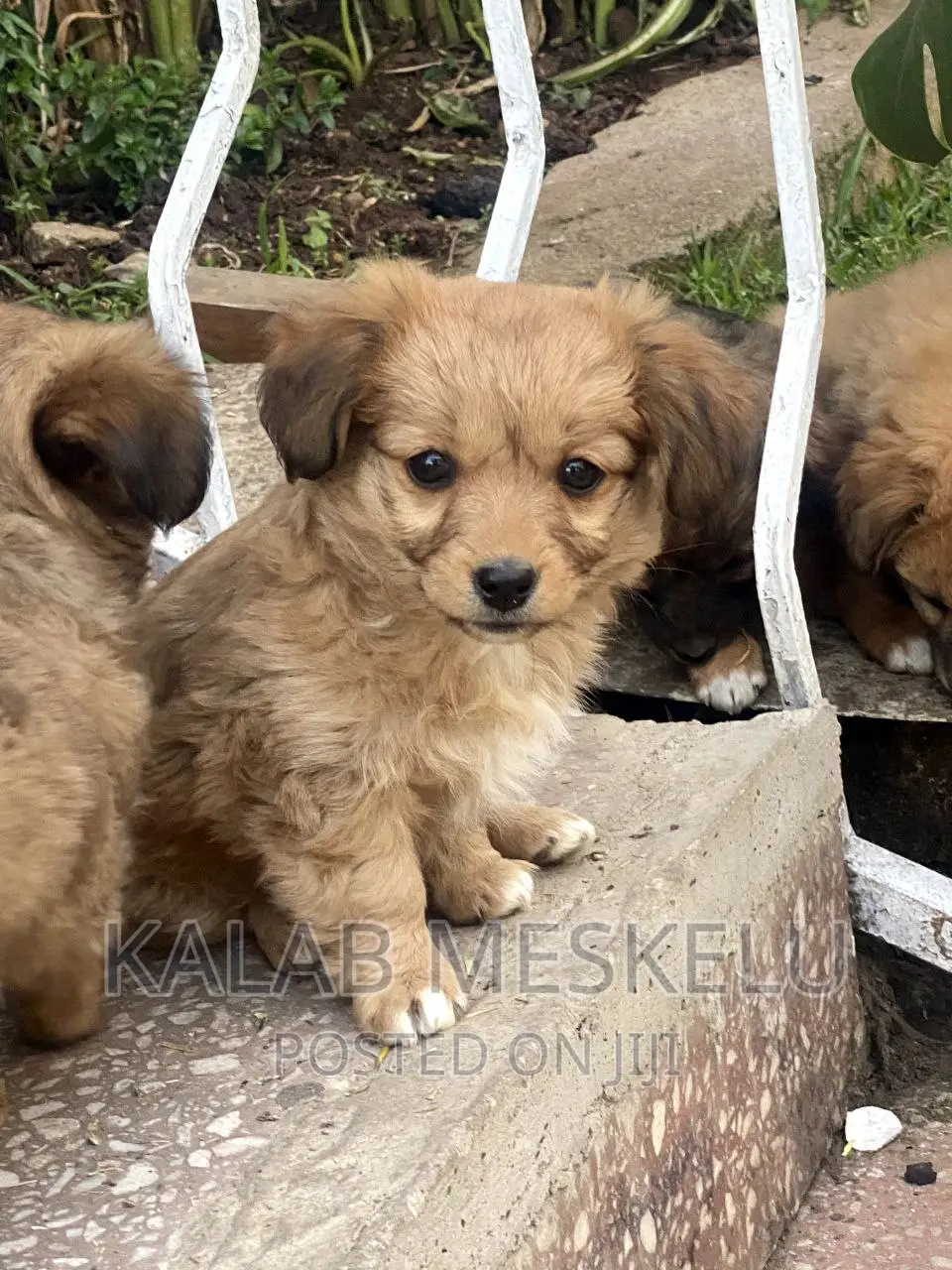 1-3 months Female Purebred Havanese
