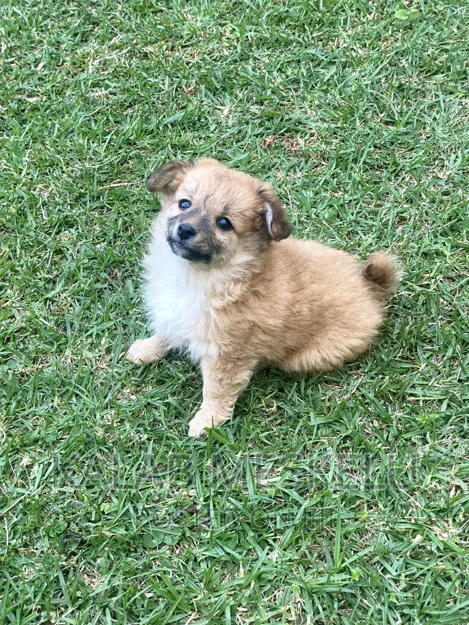 1-3 months Female Purebred Havanese