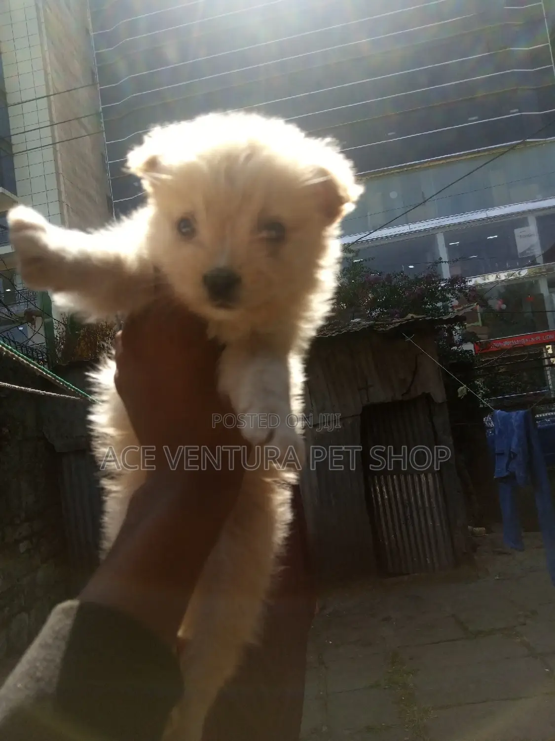 1-3 months Male Purebred Maltese