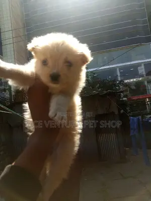 1-3 months Male Purebred Maltese