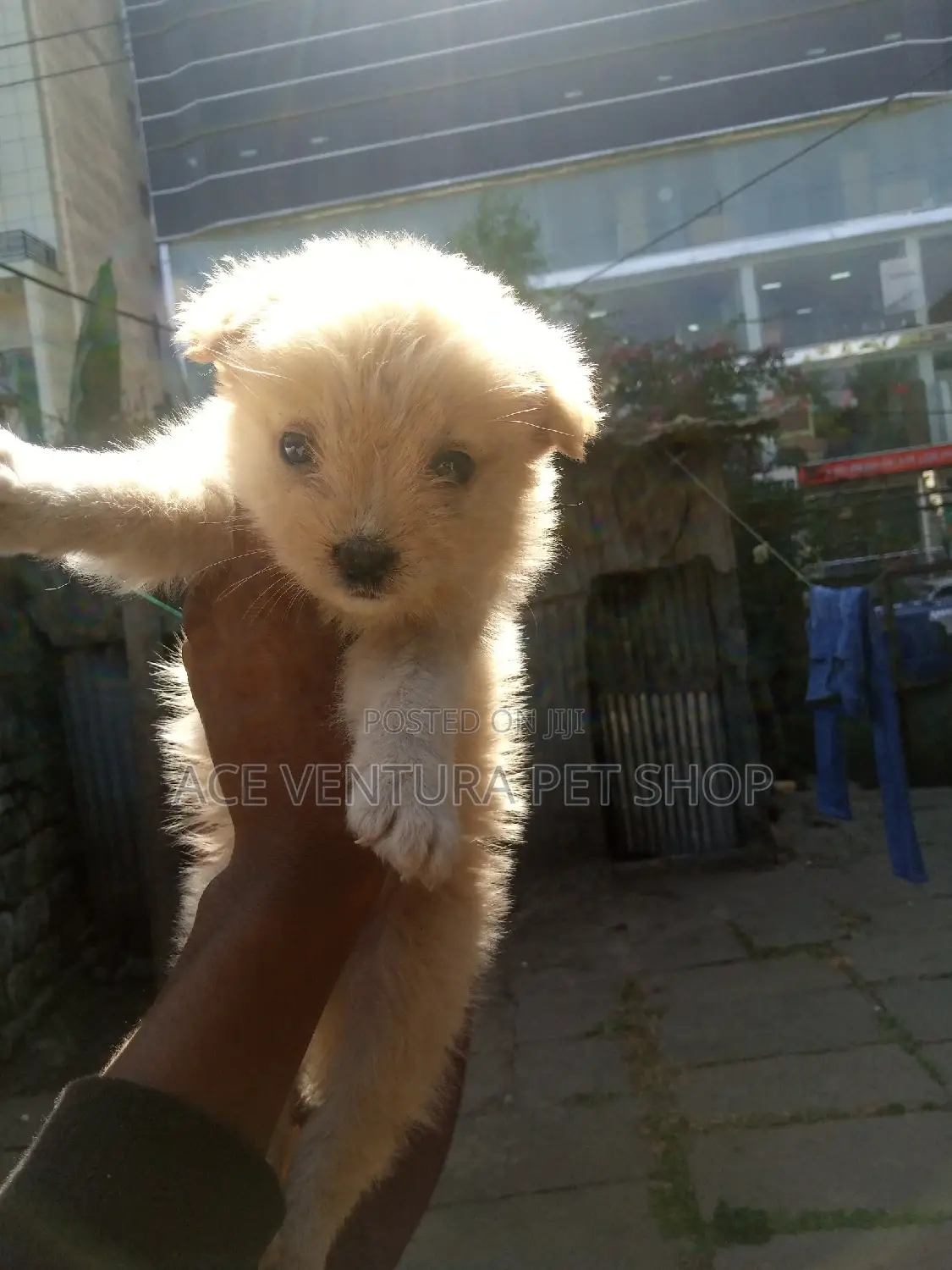 1-3 months Male Purebred Maltese
