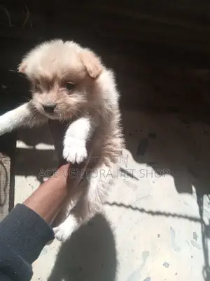 1-3 months Male Purebred Maltese