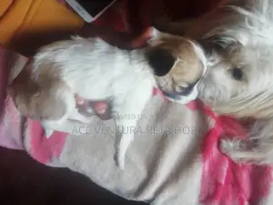 Photo - 1-3 months Male Purebred Maltese