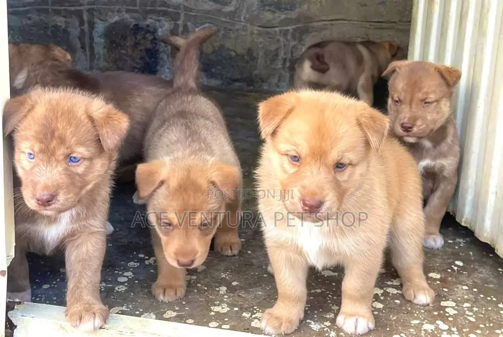 1-3 months Male Mixed Breed American Pit Bull Terrier