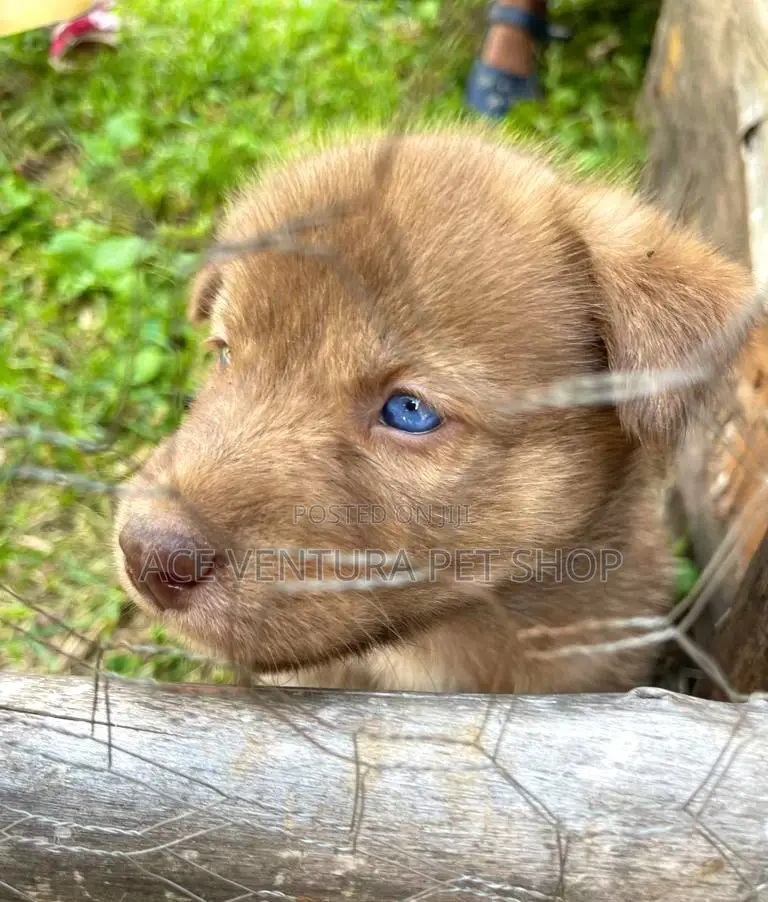 1-3 months Male Mixed Breed American Pit Bull Terrier