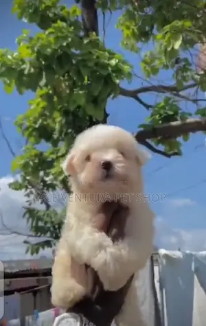 Photo - 1-3 months Male Purebred Maltese