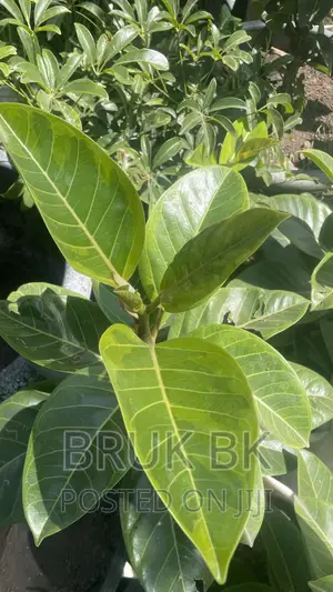 Yellow Rubber Tree Plant Only With Out the Pot