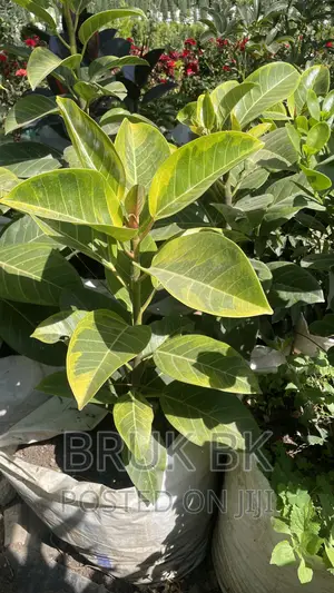 Yellow Rubber Tree Plant Only With Out the Pot