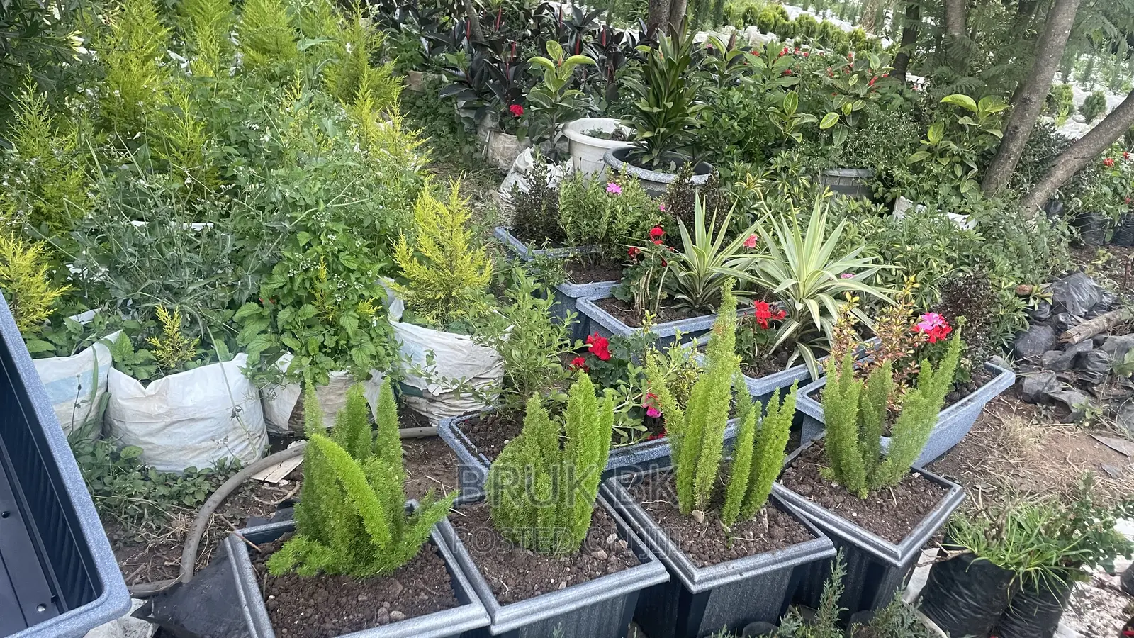 Asparagus or Fox Tail