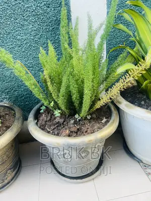 Asparagus or Fox Tail