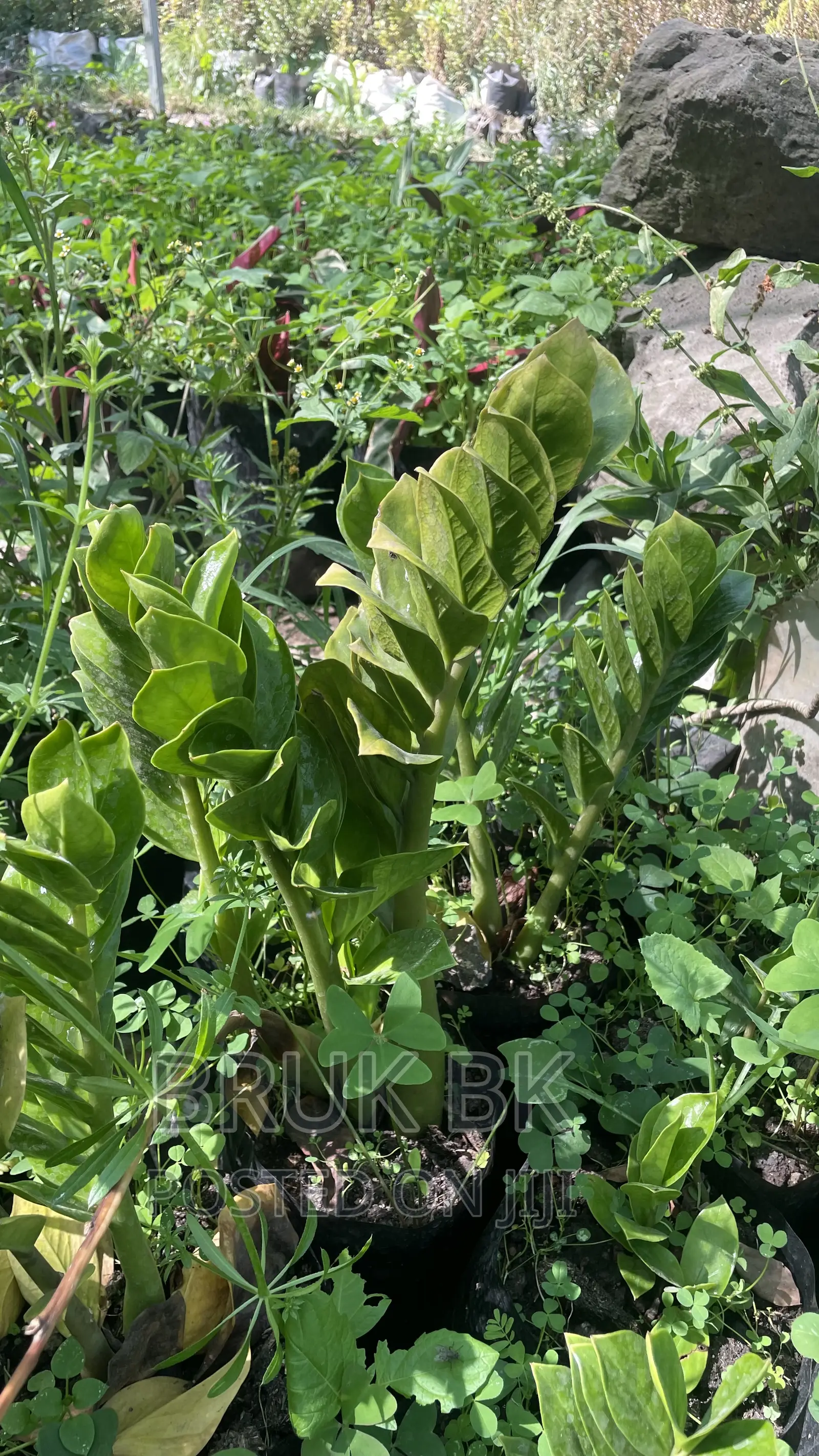 Aroid Palm or Zzplant