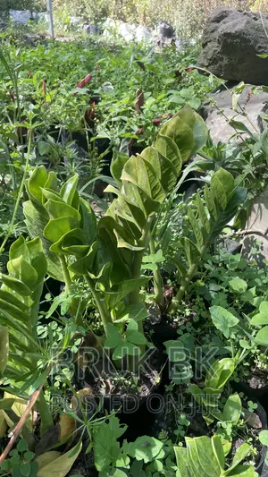 Aroid Palm or Zzplant