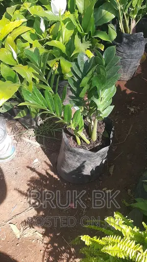 Photo - Aroid Palm or Zzplant