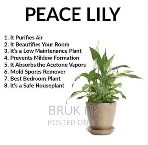 Peace Lily