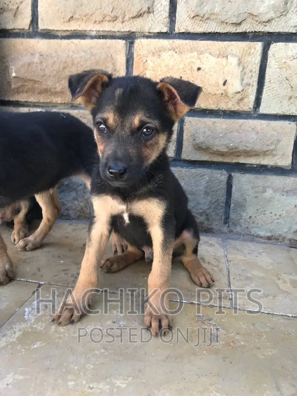 1-3 months Male Purebred German Shepherd