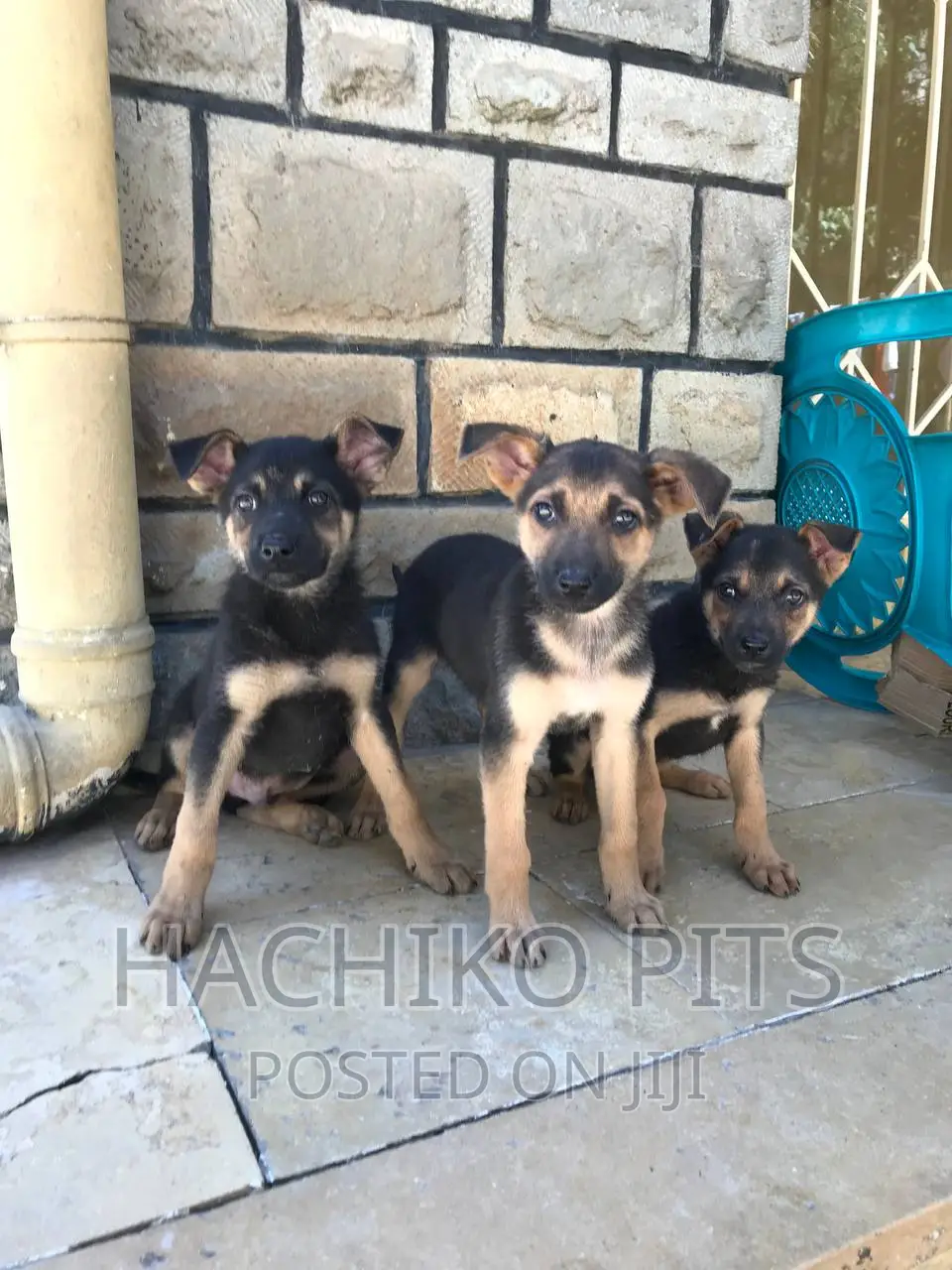 1-3 months Male Purebred German Shepherd