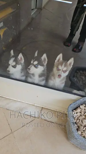 1-3 months Male Purebred Siberian Husky