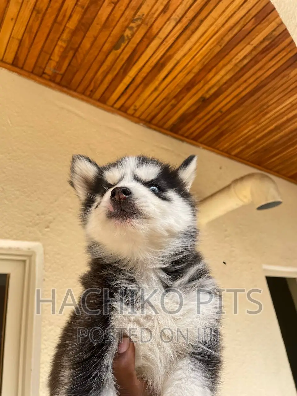 1-3 months Male Purebred Siberian Husky