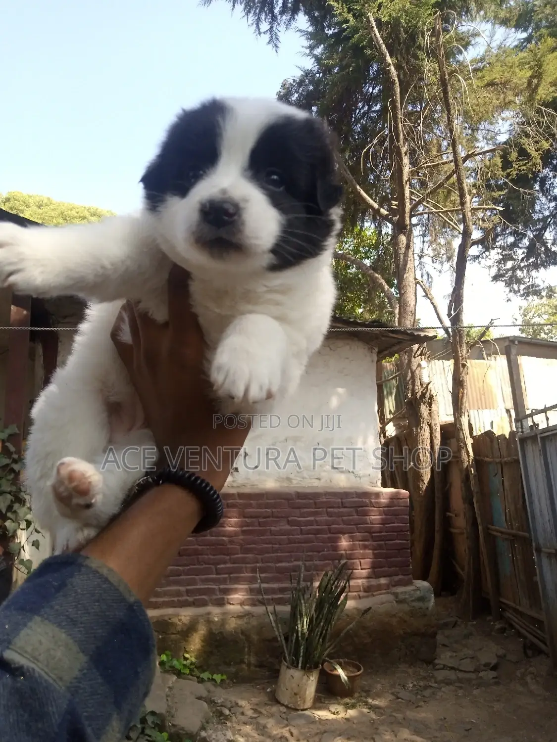 1-3 months Male Purebred Maltese