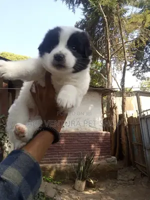 Photo - 1-3 months Male Purebred Maltese