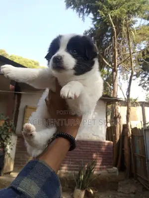 1-3 months Male Purebred Maltese