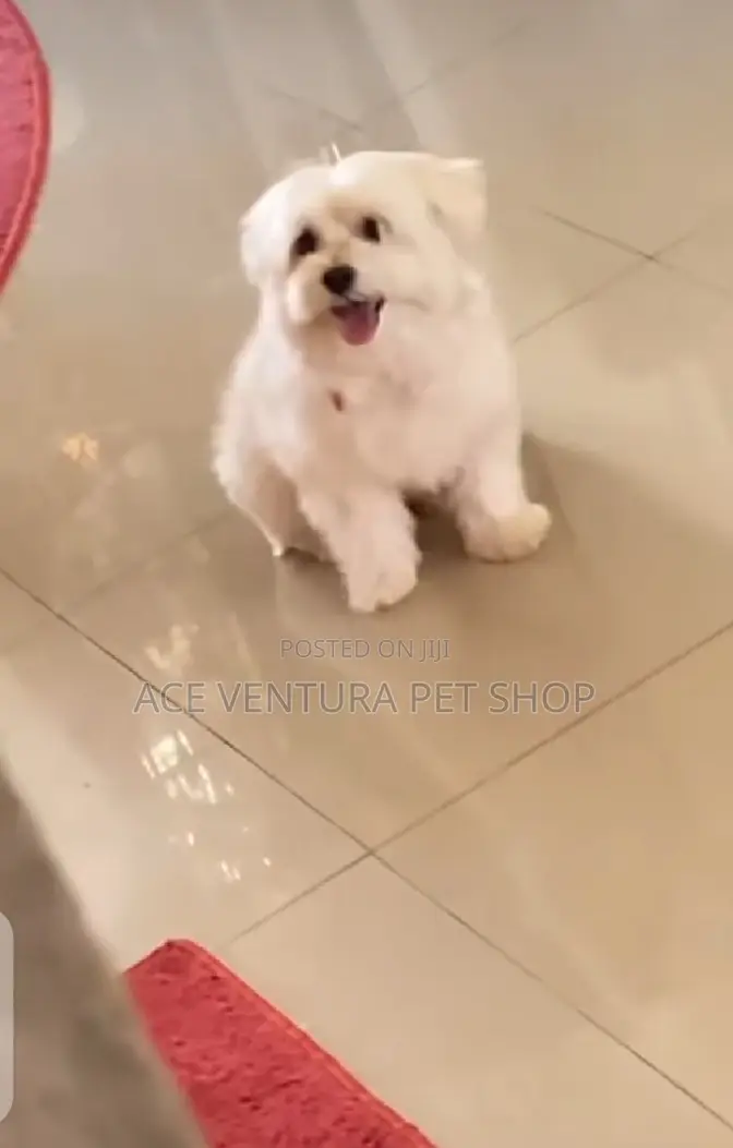 1-3 months Male Purebred Maltese