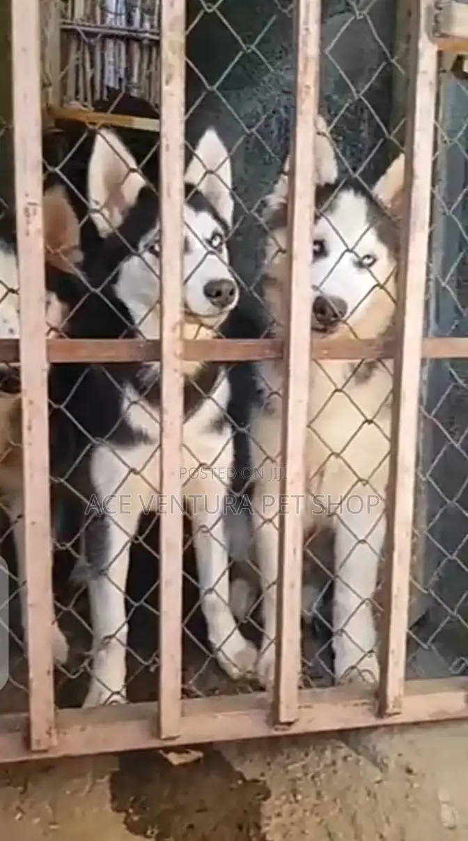 3-6 months Male Purebred Siberian Husky