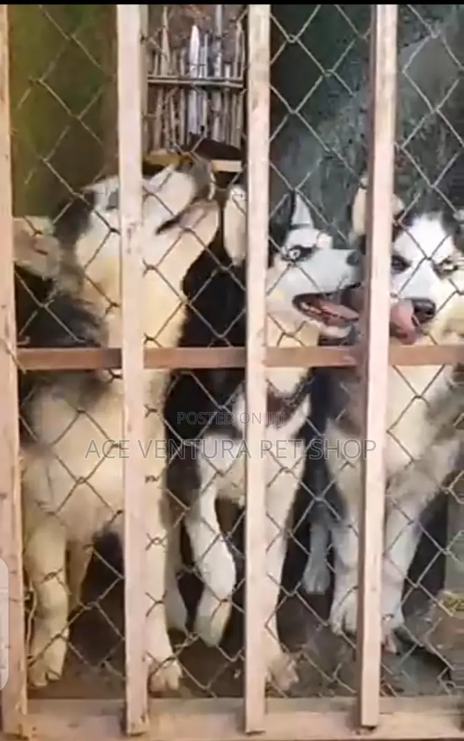 3-6 months Male Purebred Siberian Husky