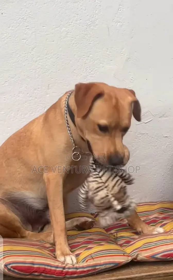 3-6 months Male Purebred American Pit Bull Terrier