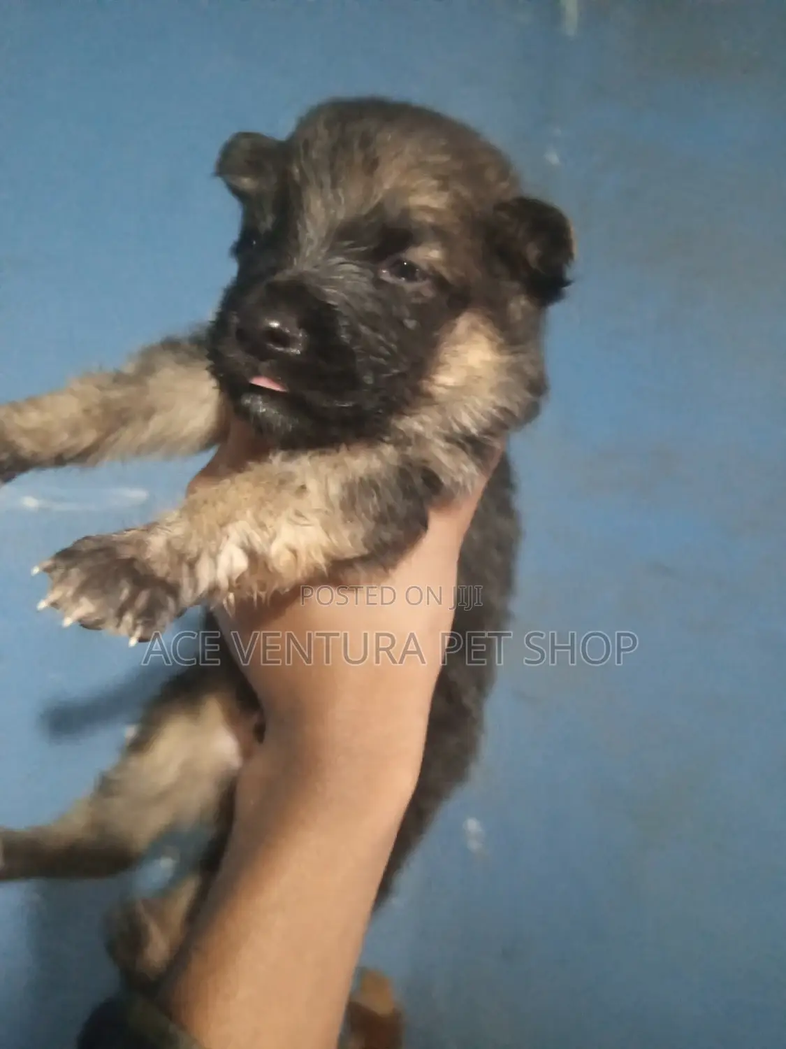 1-3 months Male Purebred German Shepherd