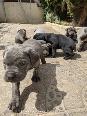 1-3 months Male Purebred American Pit Bull Terrier