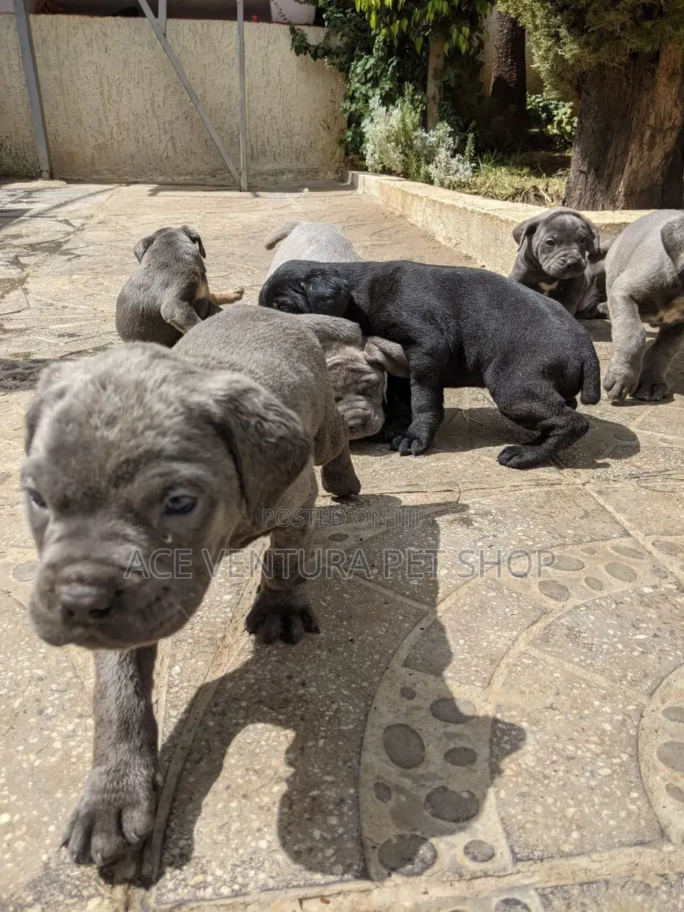 1-3 months Male Purebred American Pit Bull Terrier