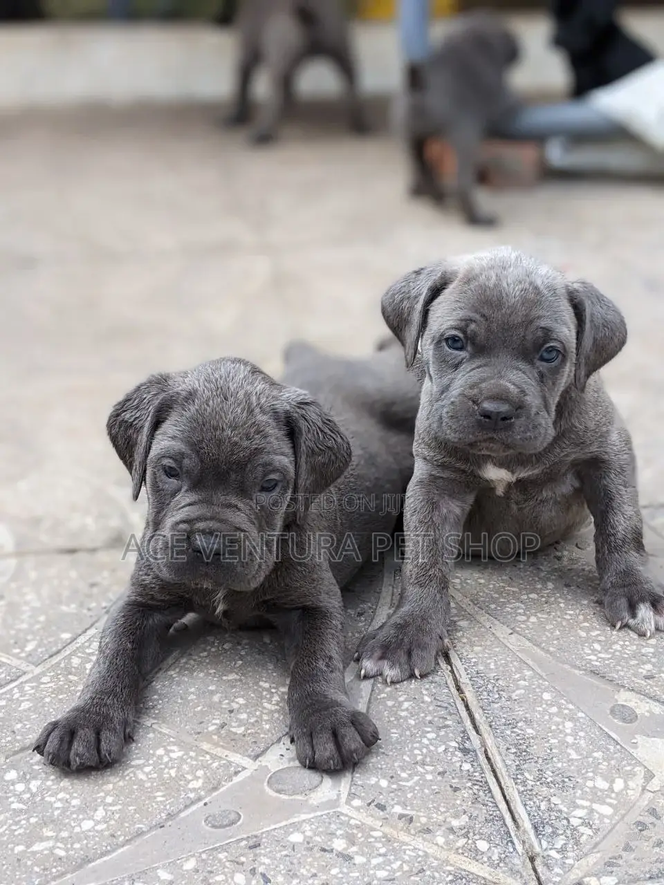 1-3 months Male Purebred American Pit Bull Terrier