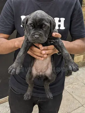 1-3 months Male Purebred American Pit Bull Terrier