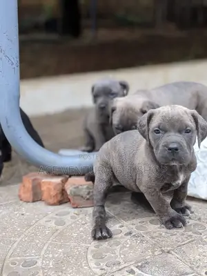 1-3 months Male Purebred American Pit Bull Terrier