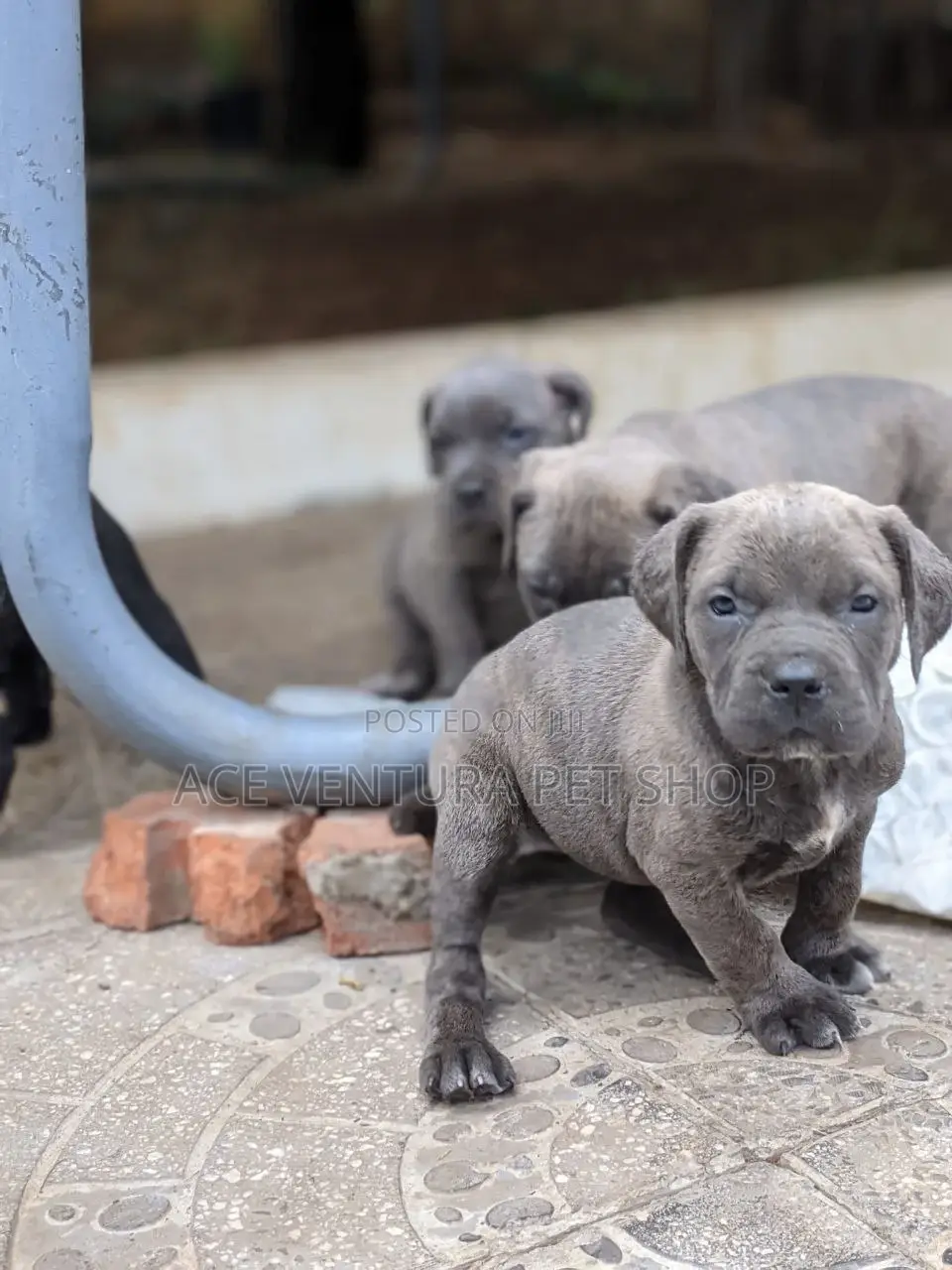 1-3 months Male Purebred American Pit Bull Terrier