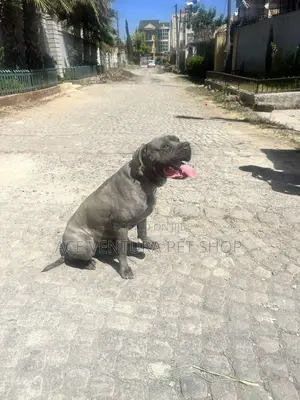 1-3 months Male Purebred American Pit Bull Terrier