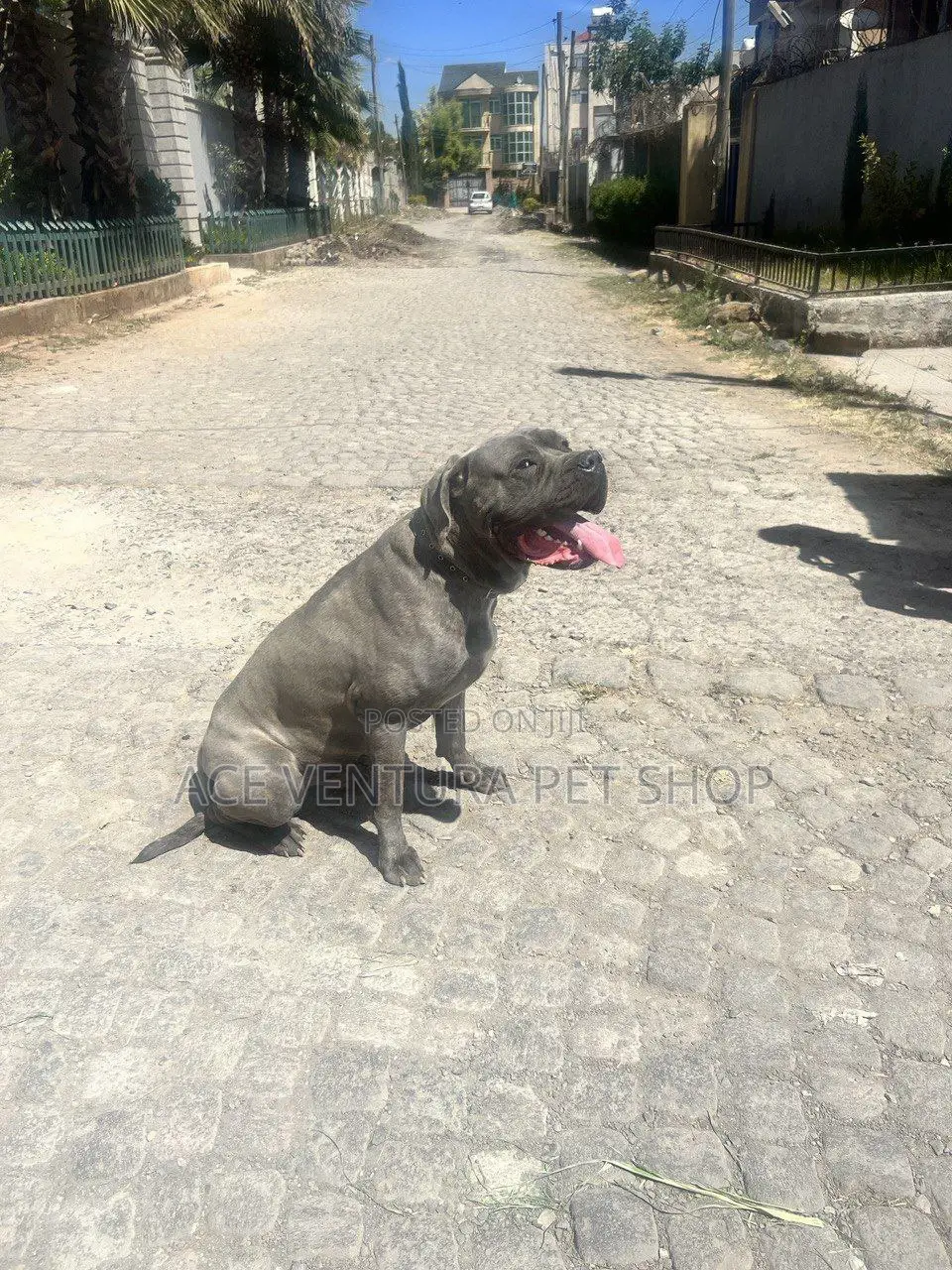 1-3 months Male Purebred American Pit Bull Terrier