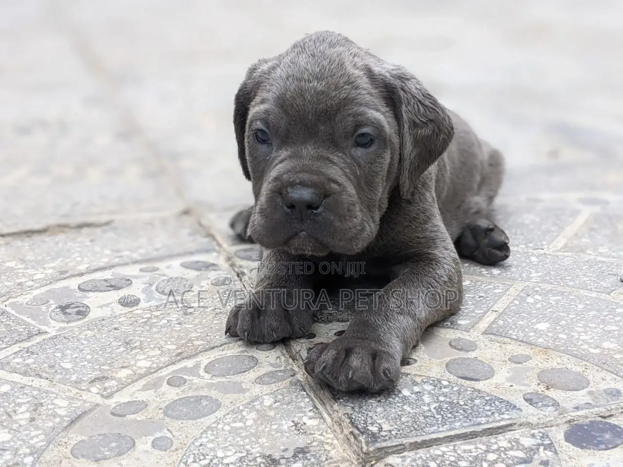 1-3 months Male Purebred American Pit Bull Terrier