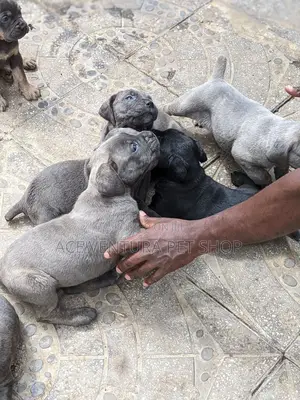 1-3 months Male Purebred American Pit Bull Terrier